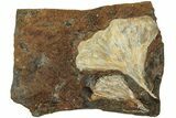 Two Fossil Ginkgo Leaves From North Dakota - Paleocene #215478-1